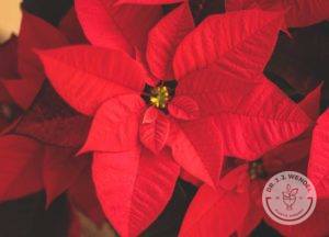 Close-up image of red poinsettia